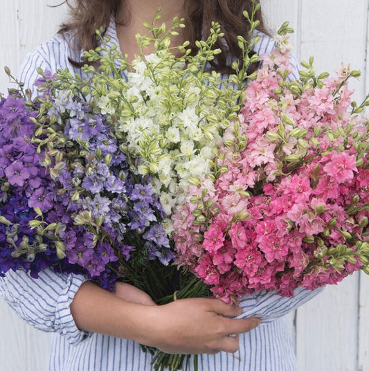 Larkspur