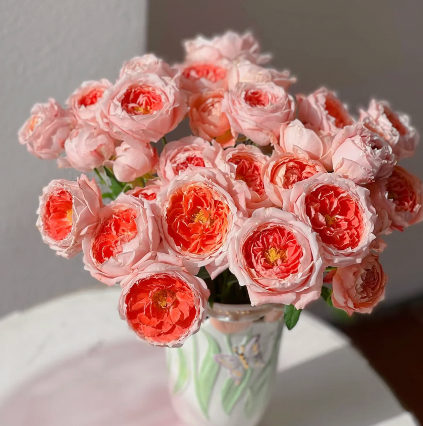 La Chance Rose