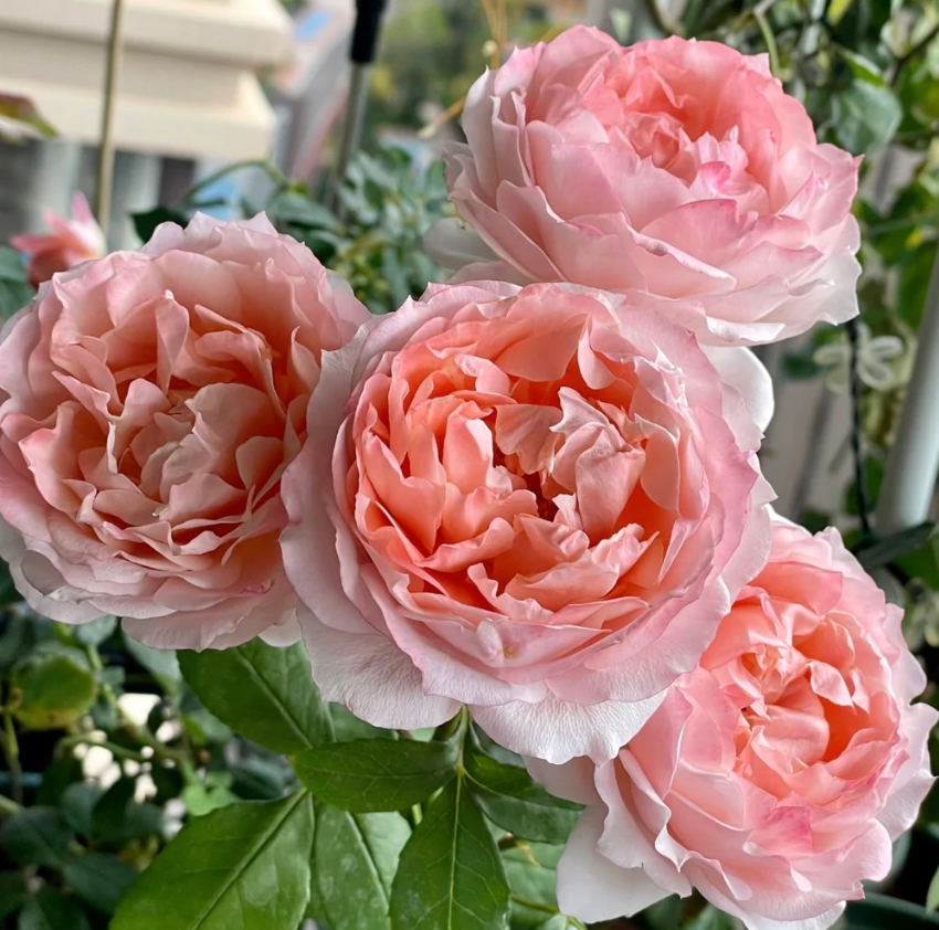 La Chance Rose