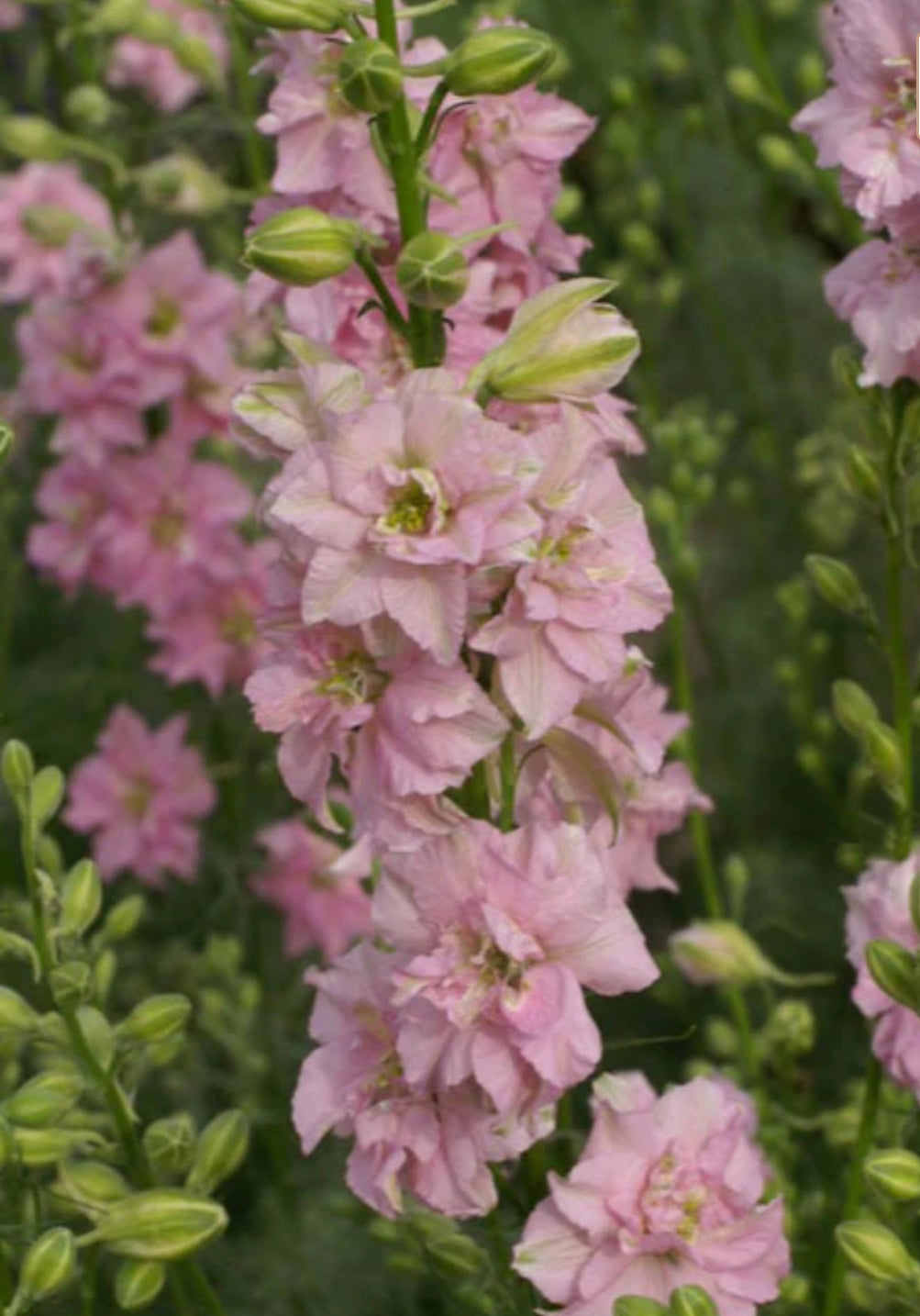 Larkspur