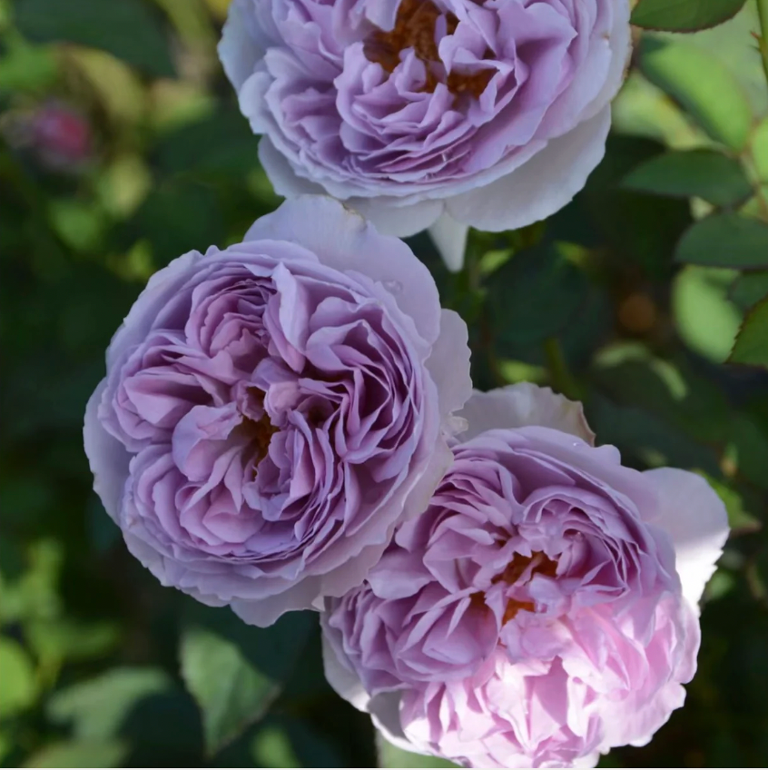 Lilas Rose