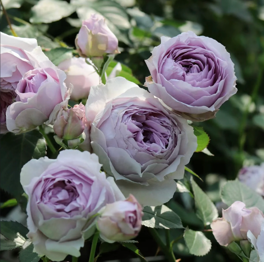 Lilas Rose