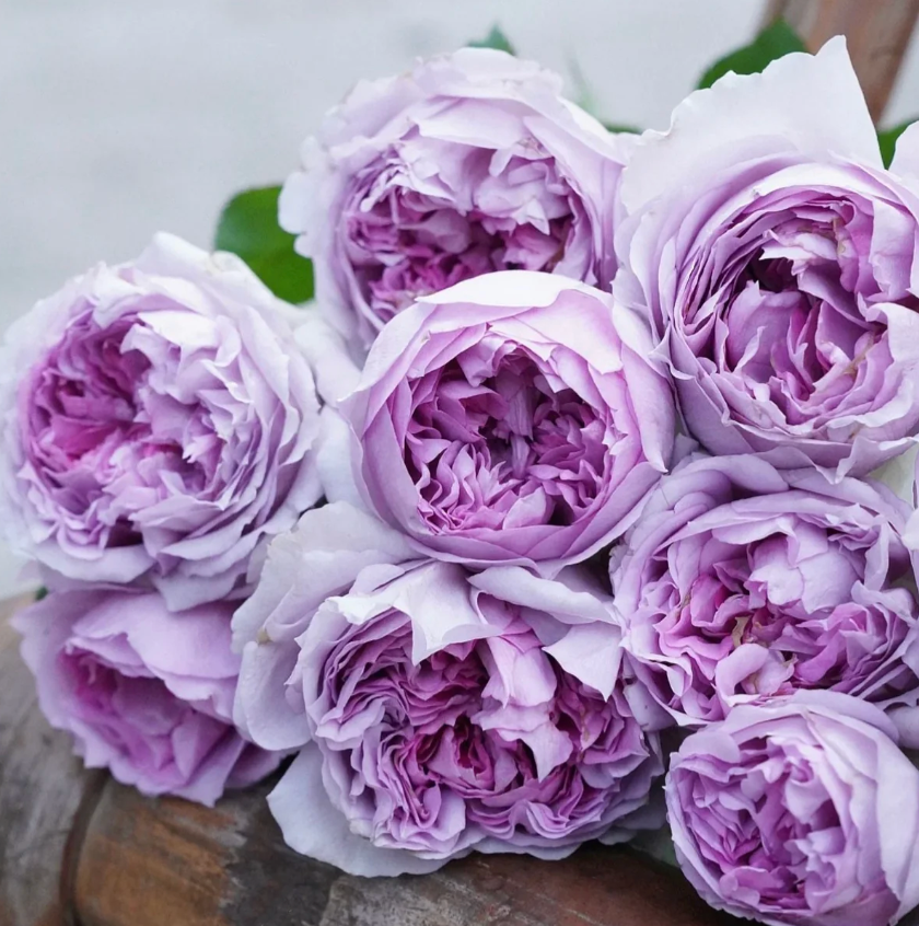 Lilas Rose
