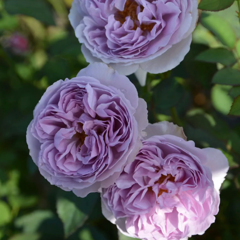 Lilas Rose