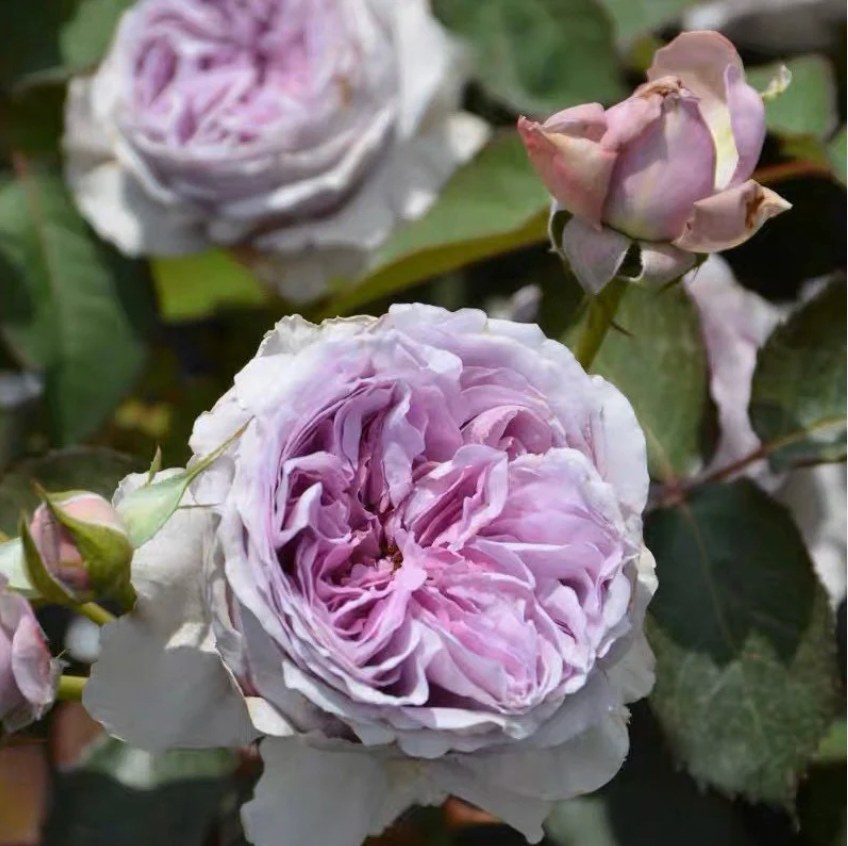 Lilas Rose