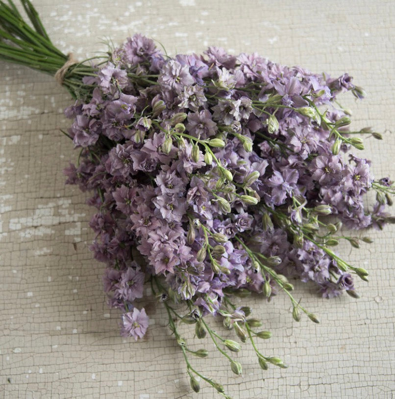 Larkspur