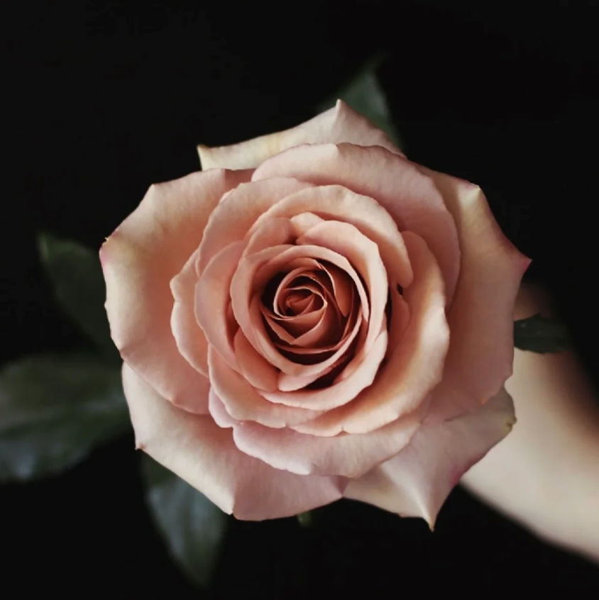 Moab Rose