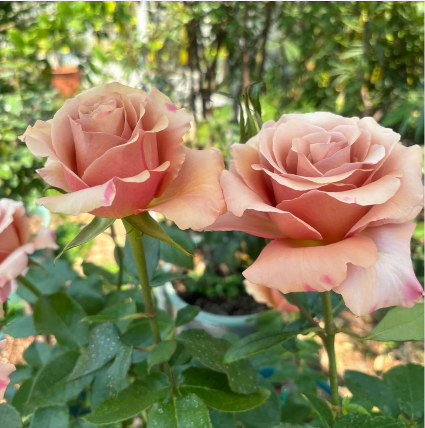 Moab Rose