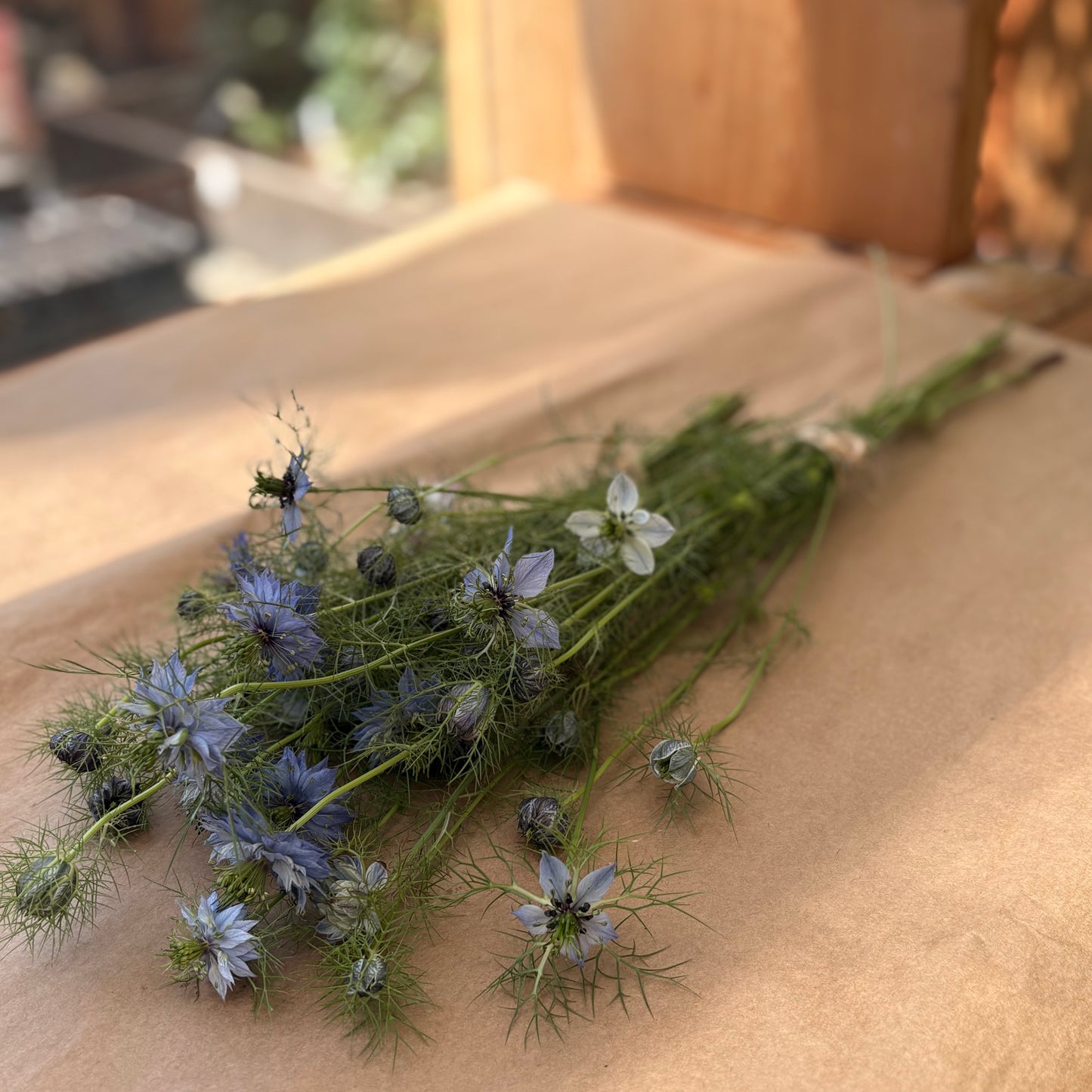 Love-in-a-mist | Nigella