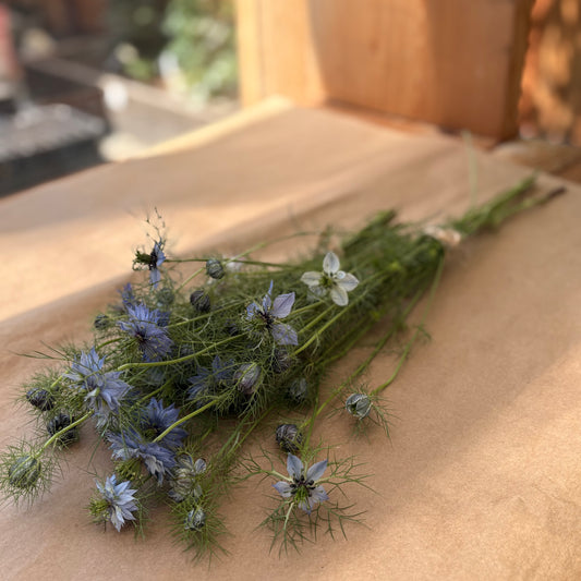 Love-in-a-mist | Nigella