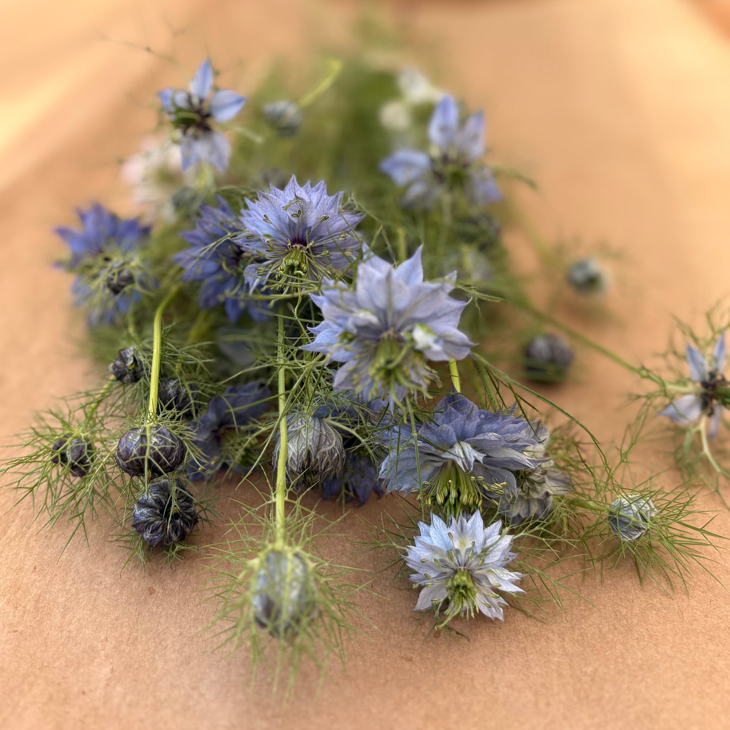 Love-in-a-mist | Nigella