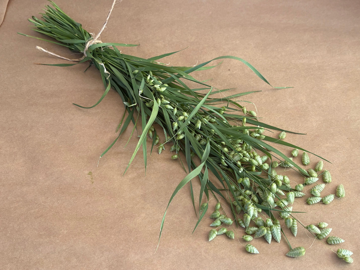 Quaking Grass | Ornamental Grass