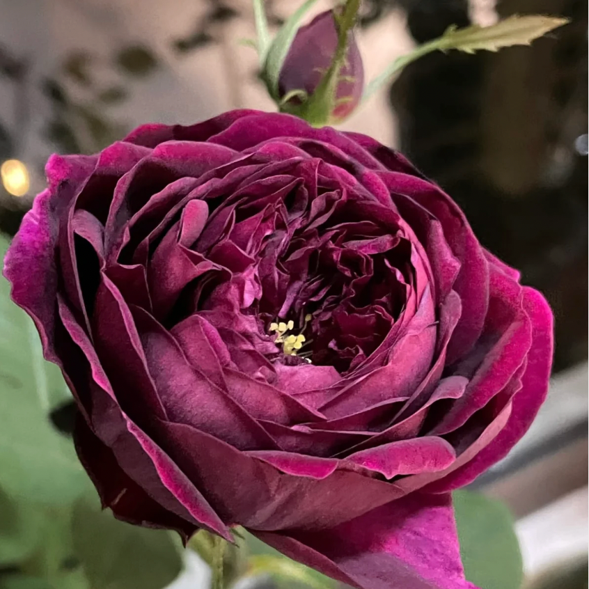 Royal Palace Rose