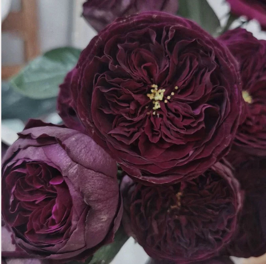 Royal Palace Rose
