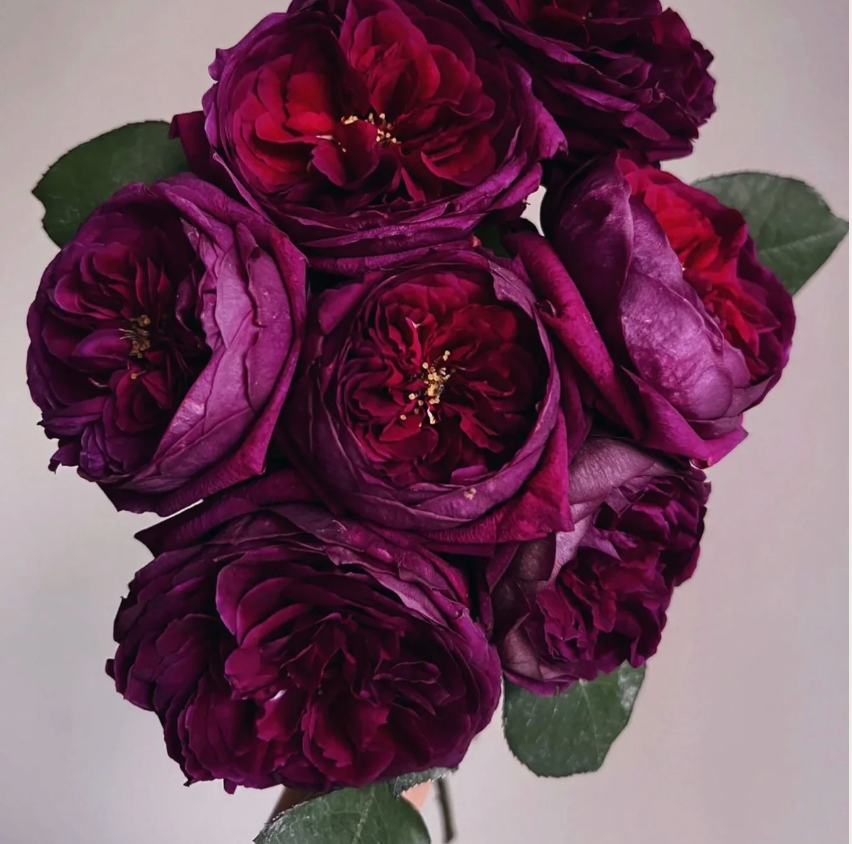 Royal Palace Rose