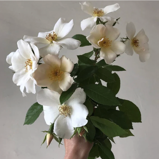 Sally Holmes Climbing Rose