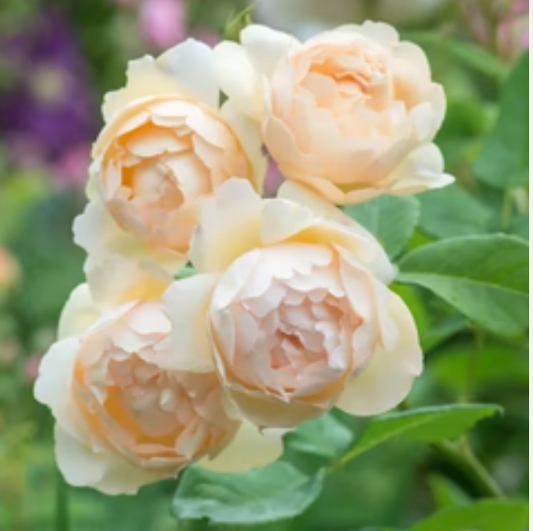 David Austin® Wollerton Old Hall® Roses