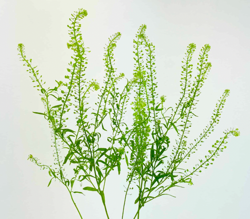 Green Dragon | Lepidium