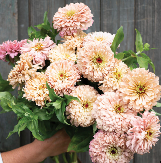 Zinnias