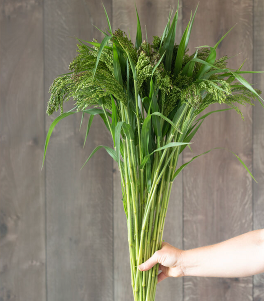 Green Drops | Ornamental Grass