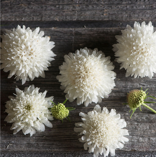 Snowmaiden | Scabiosa