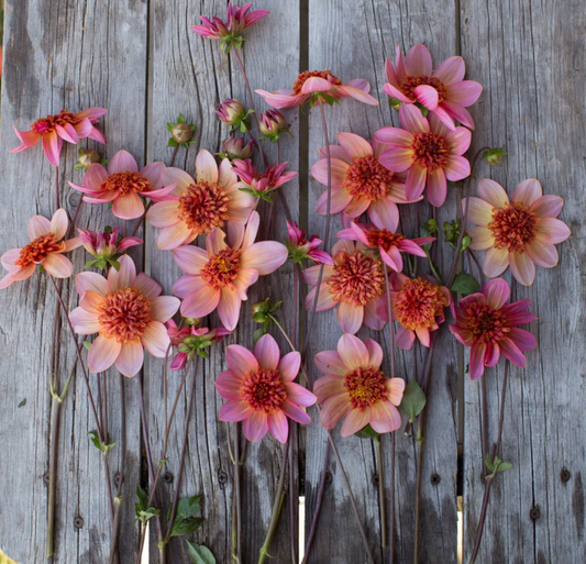 Totally Tangerine Dahlias