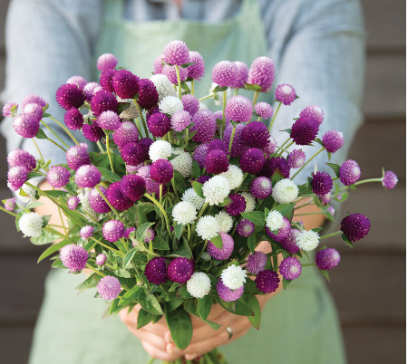 Gomphrena
