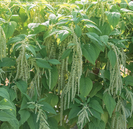 Emerald Tassels Amaranthus