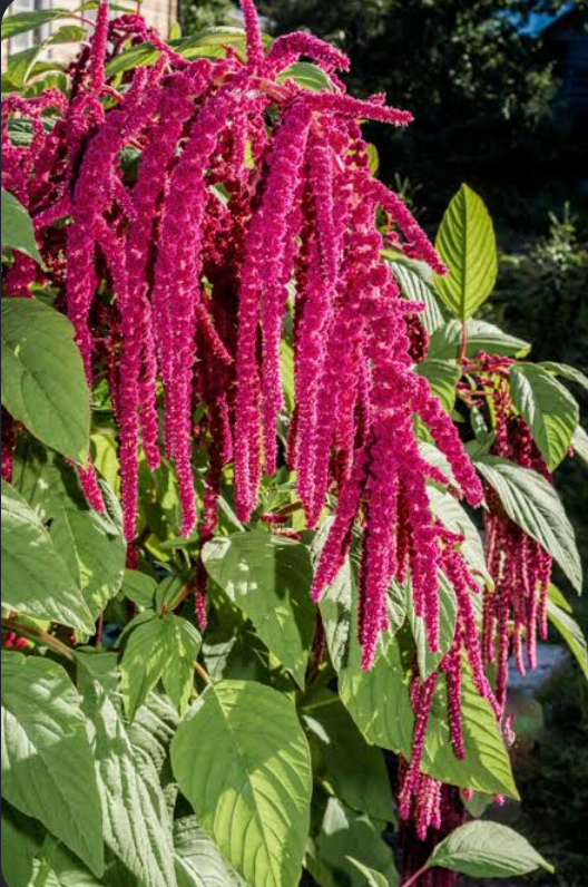 Love lies Bleeding | Amaranthus Caudatus
