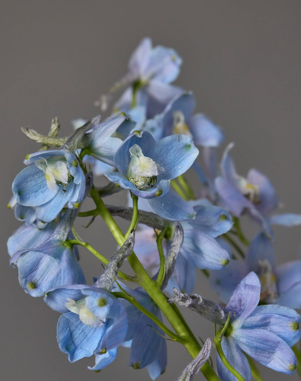 Belladonna delphinium