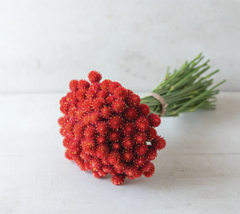 Strawberry Fields | Globe Amaranth