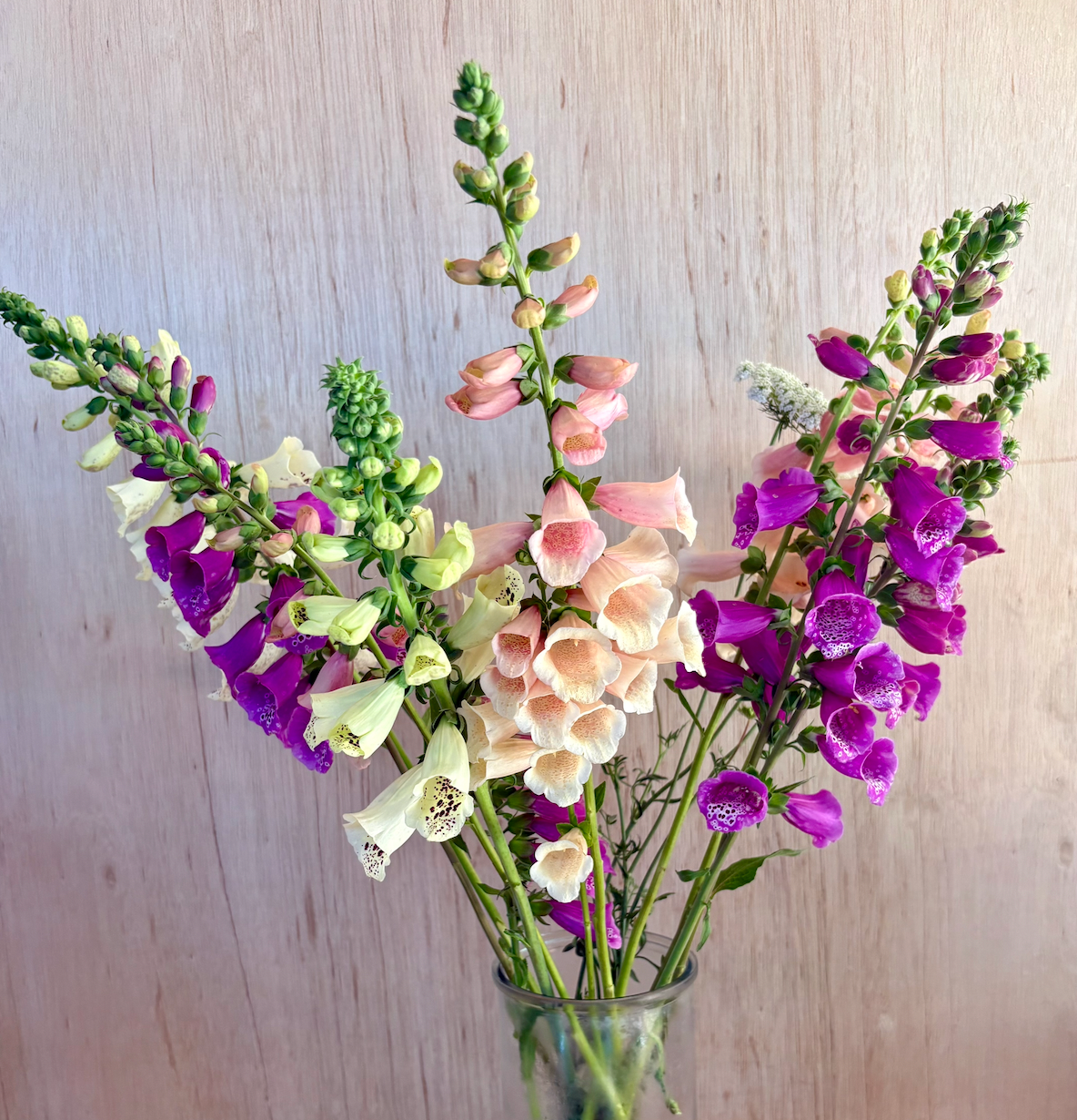 Fox Glove | Digitalis