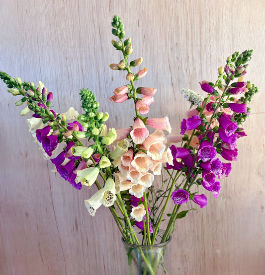 Fox Glove | Digitalis