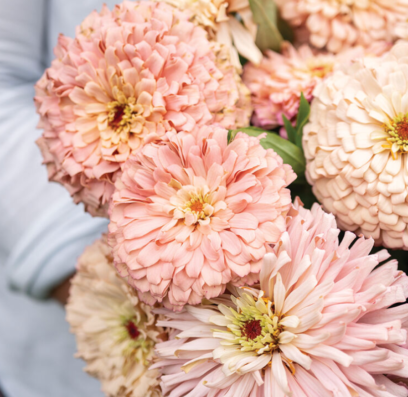Zinnias