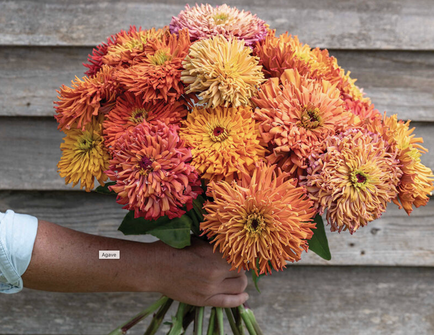 Zinnias