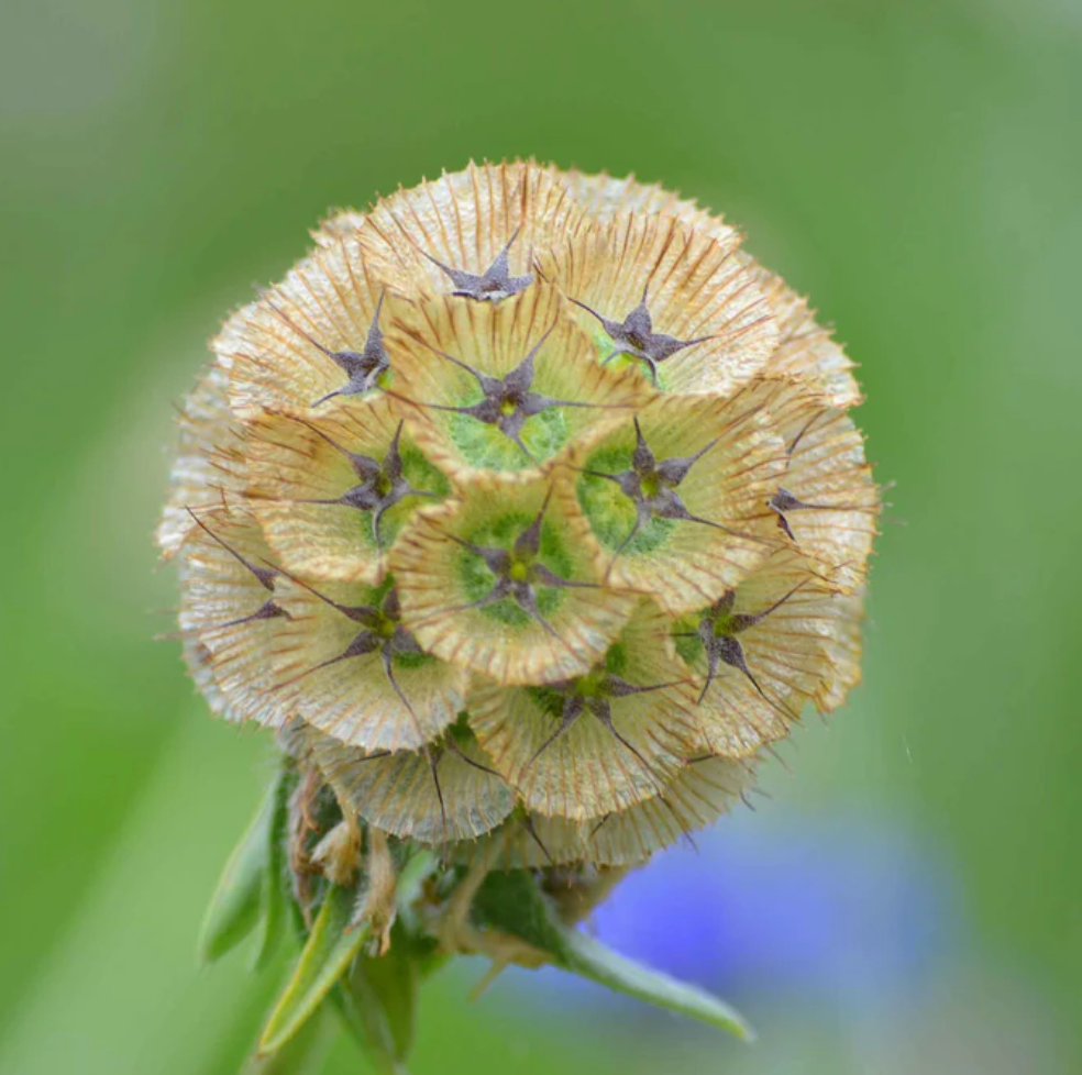 Starflower | Scabiosa