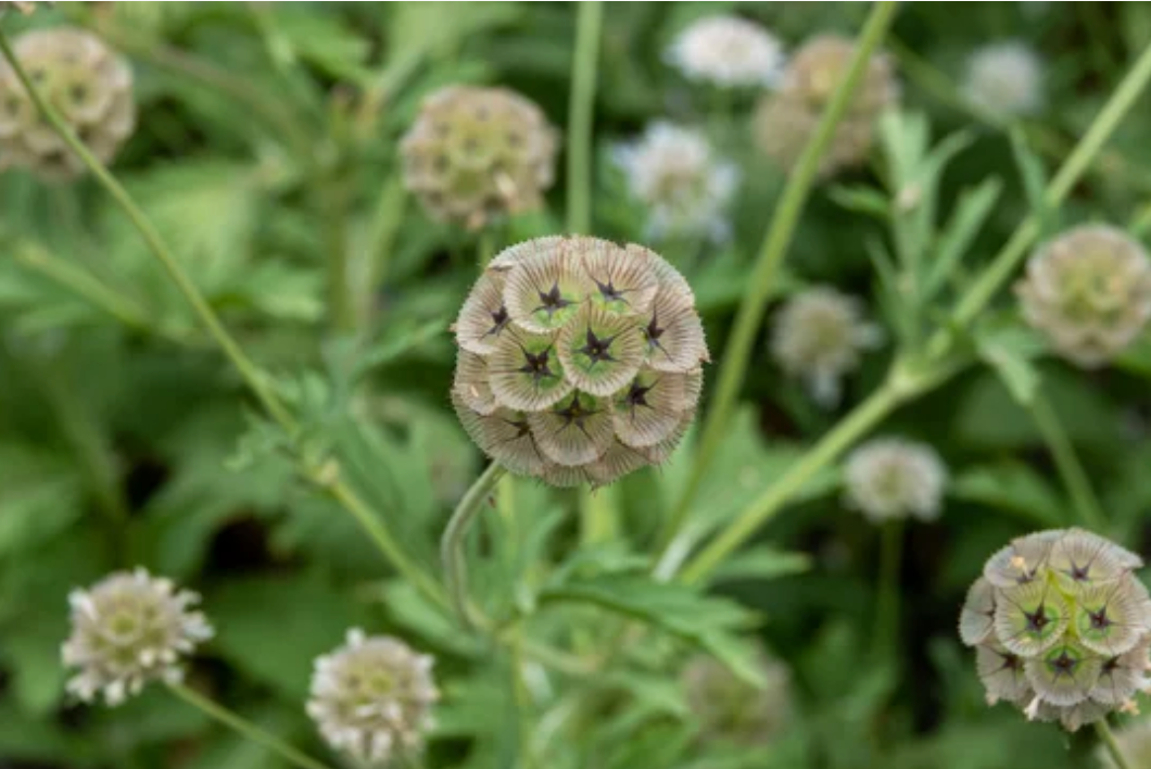 Starflower | Scabiosa