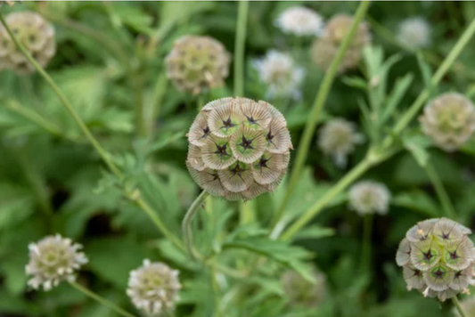 Starflower | Scabiosa