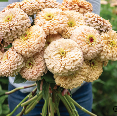 Zinnias