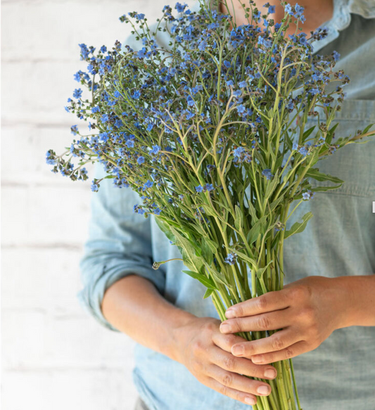 Forget-me-not | Scorpion grasses