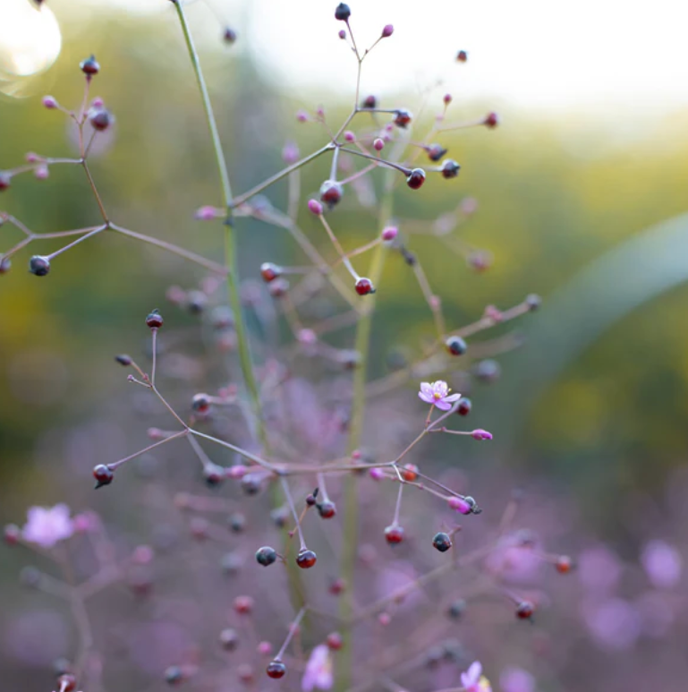 Jewels of Opar