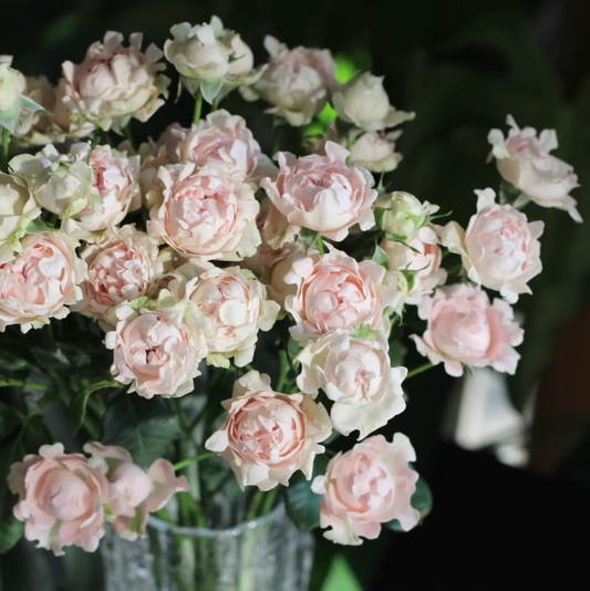 Sofine Rose