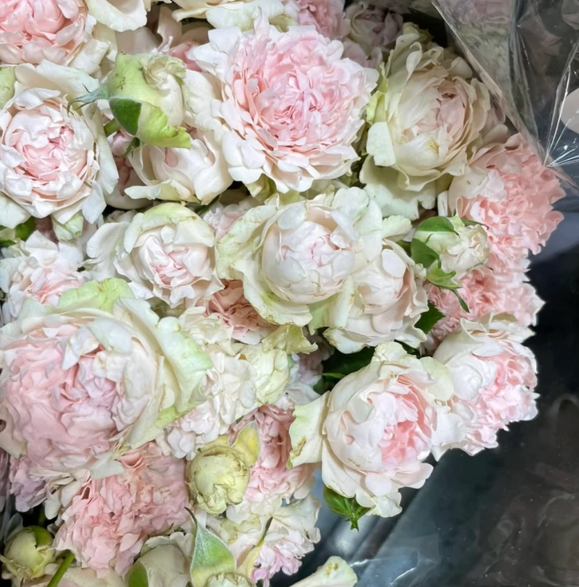 Sofine Rose