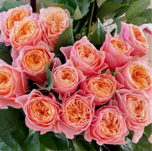Vuvuzela Rose