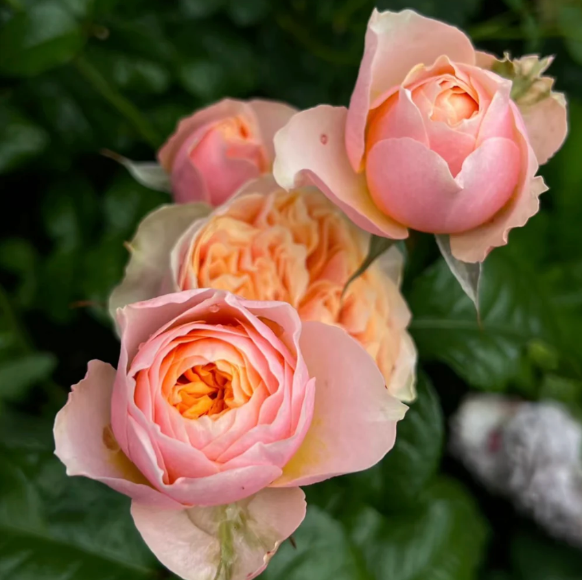 Vuvuzela Rose