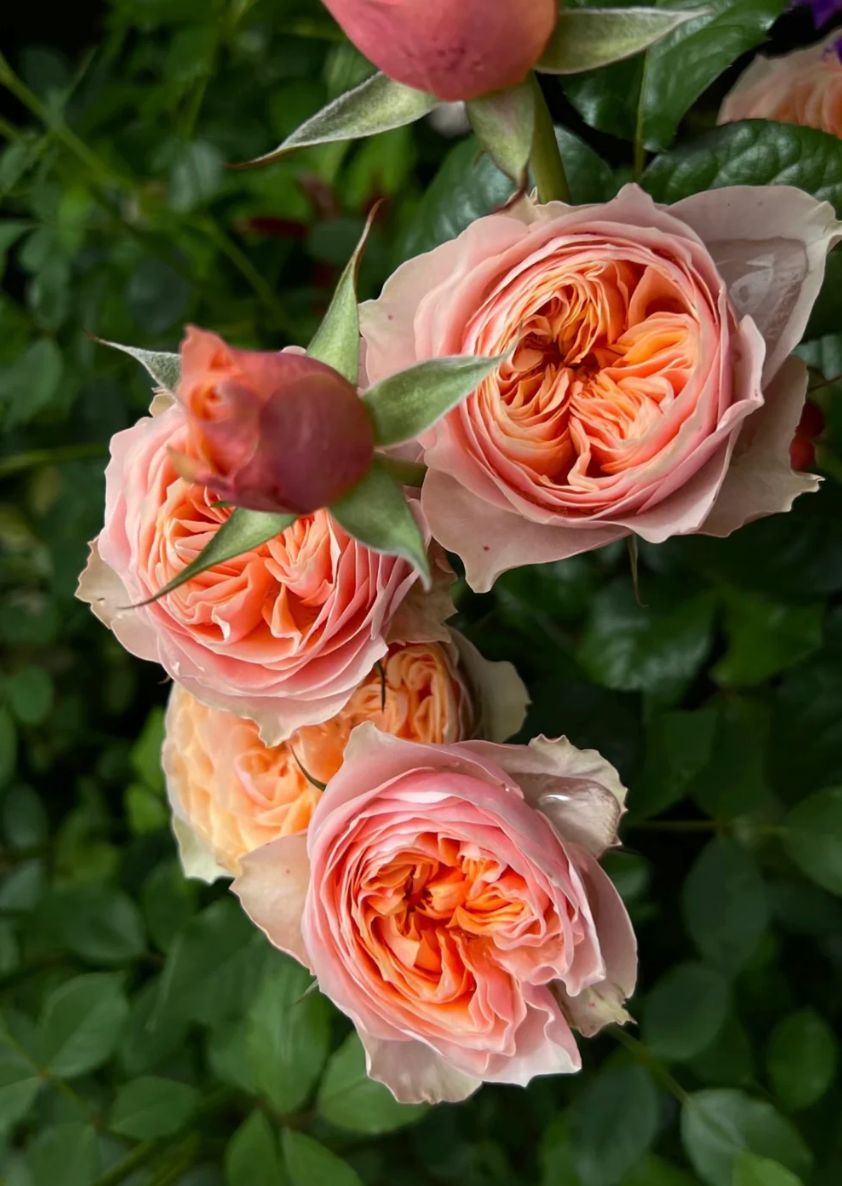 Vuvuzela Rose