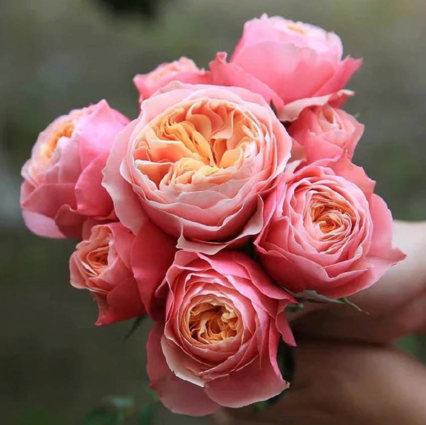 Vuvuzela Rose
