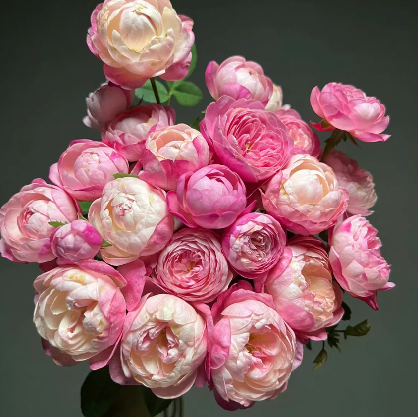Washitsu Rose