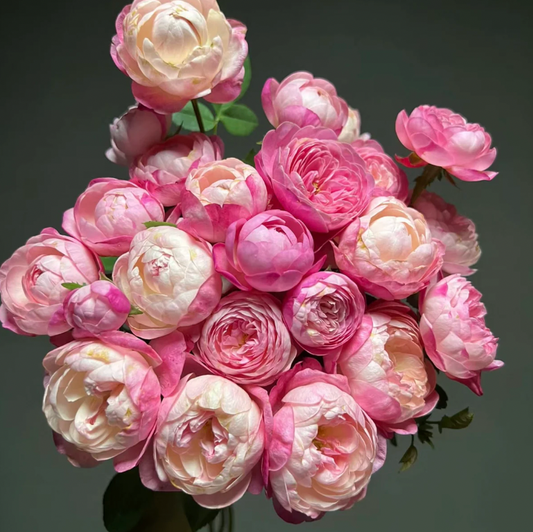 Washitsu Rose