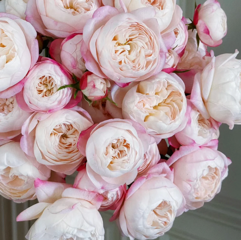 Washitsu Rose